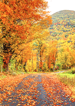Autumn Driving Safety Tips | Meemic